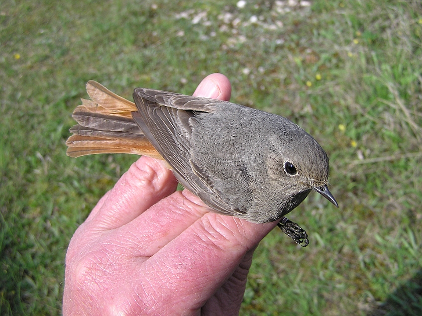 Black Redstart, Sundre 20100515